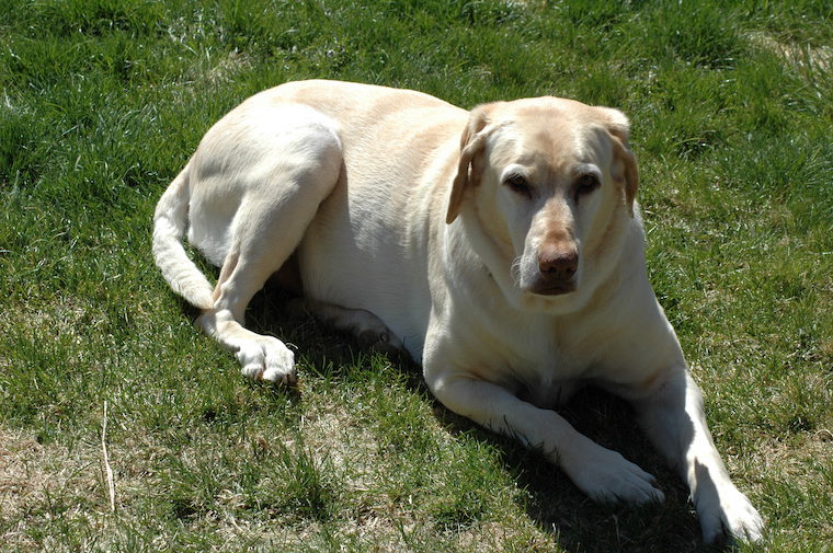 Dog Honey