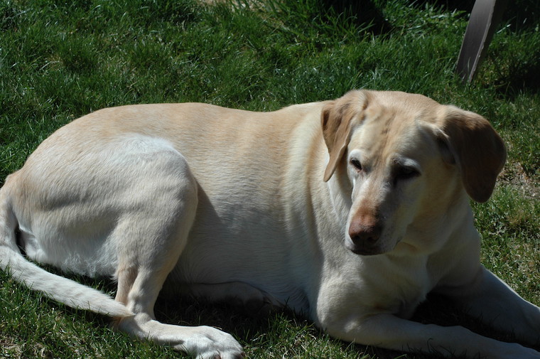 Dog Honey