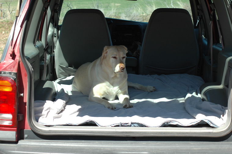 Dog Honey