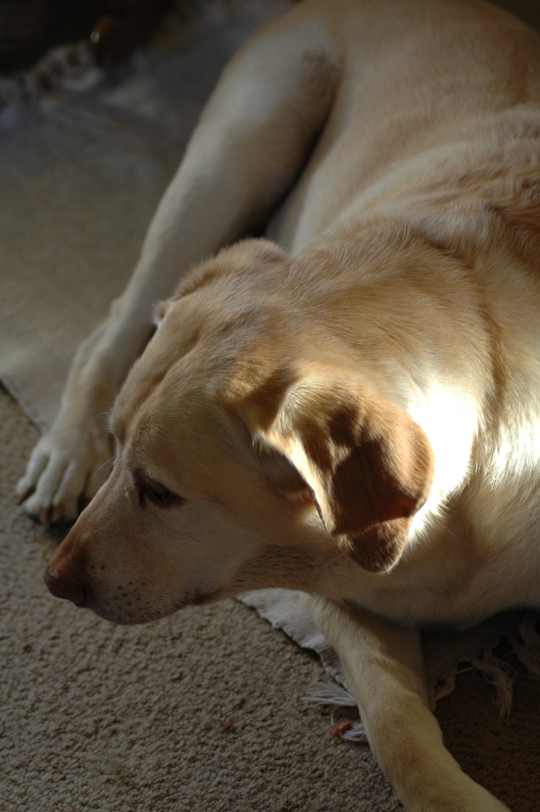 Dog Honey