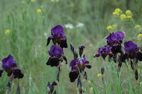 purple flowers