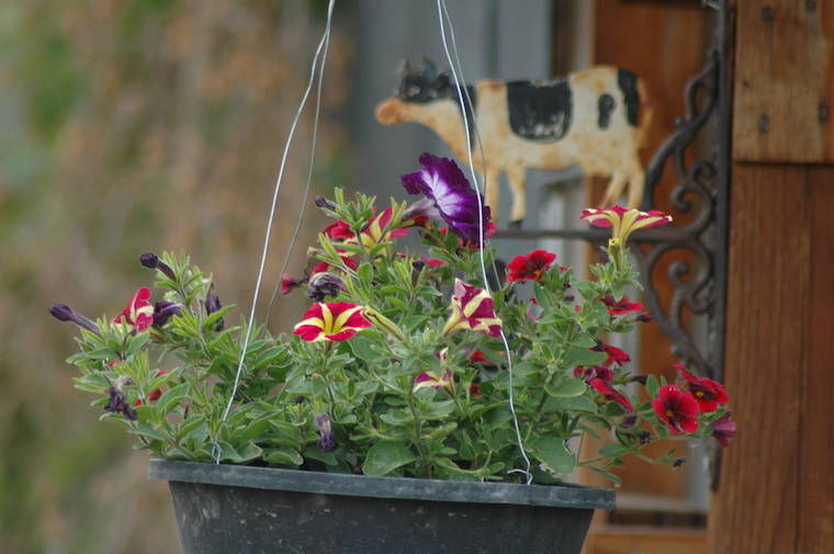 hanging flowers