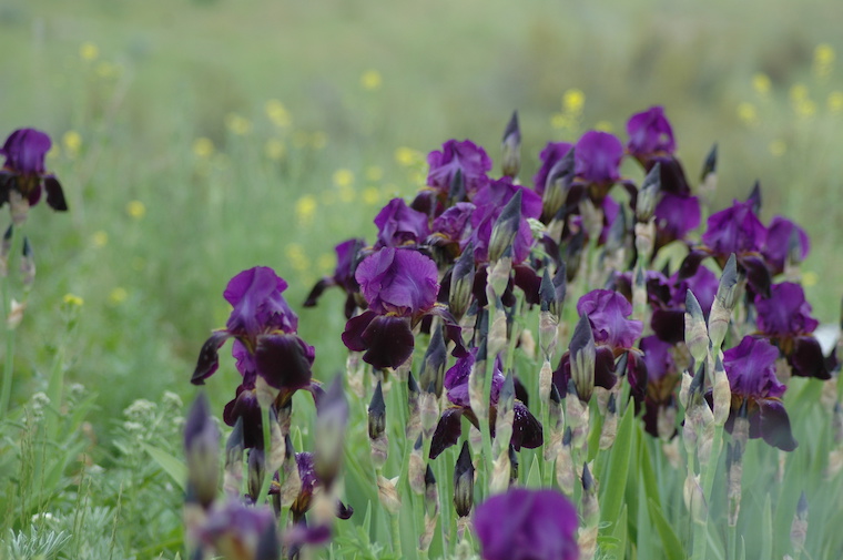 purple flowers
