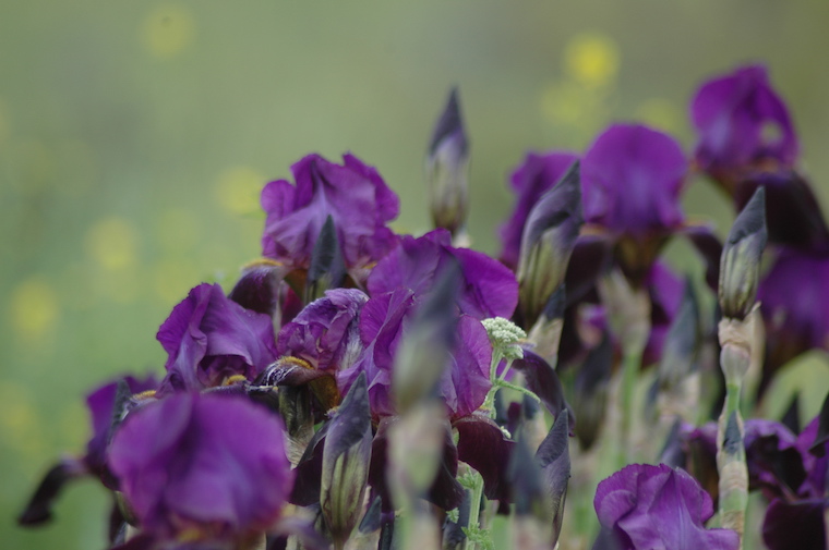 purple flowers