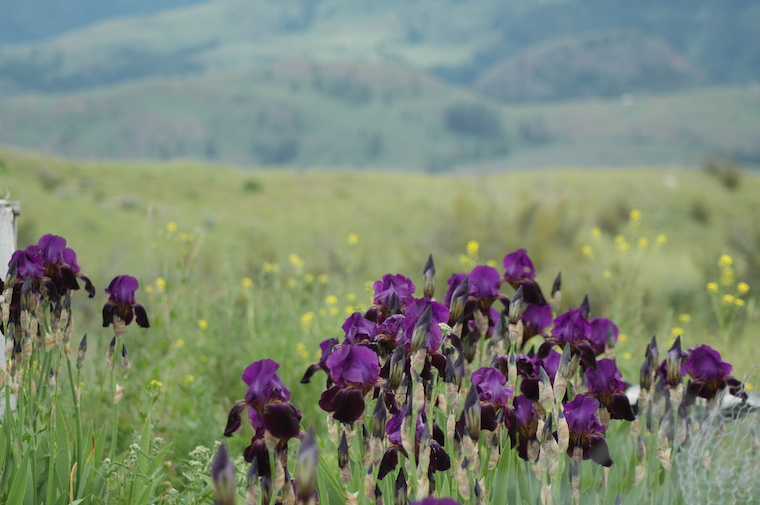 purple flowers