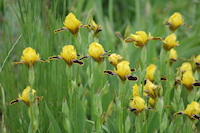 yellow flowers