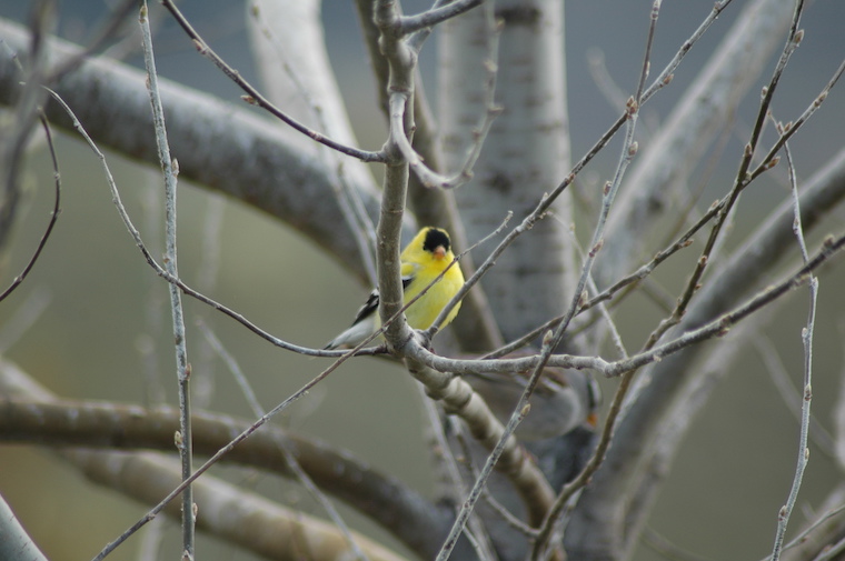 Goldfinch