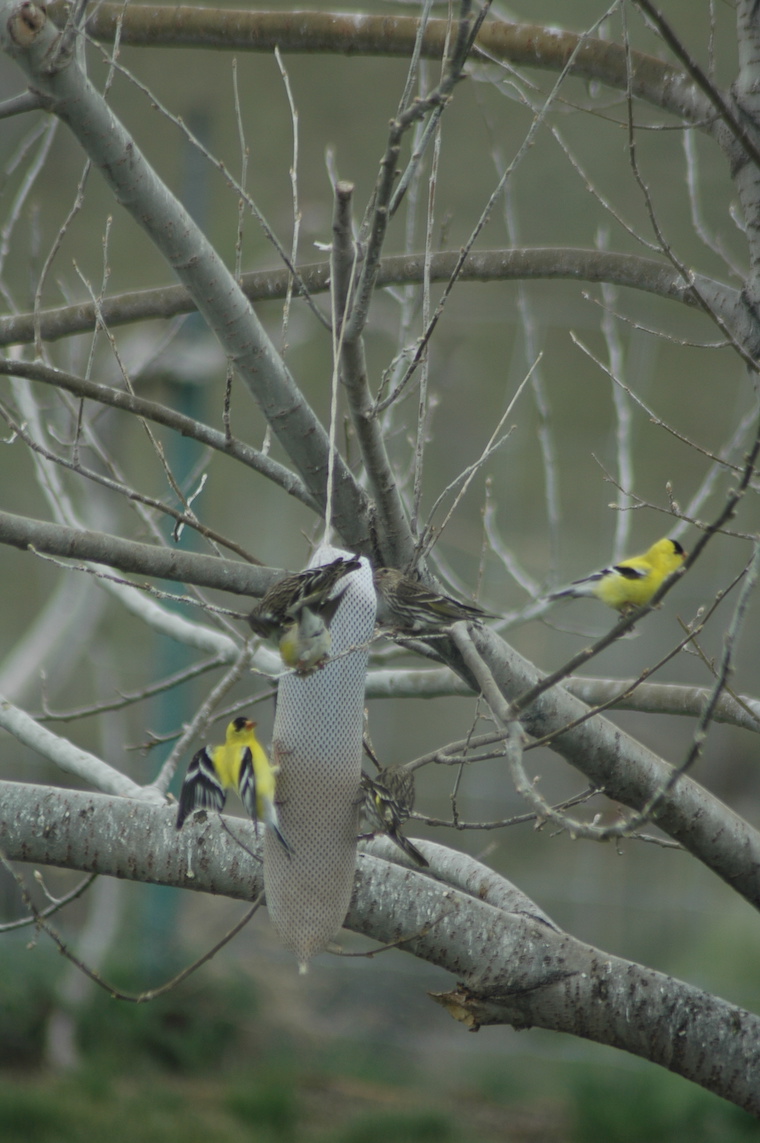Goldfinch