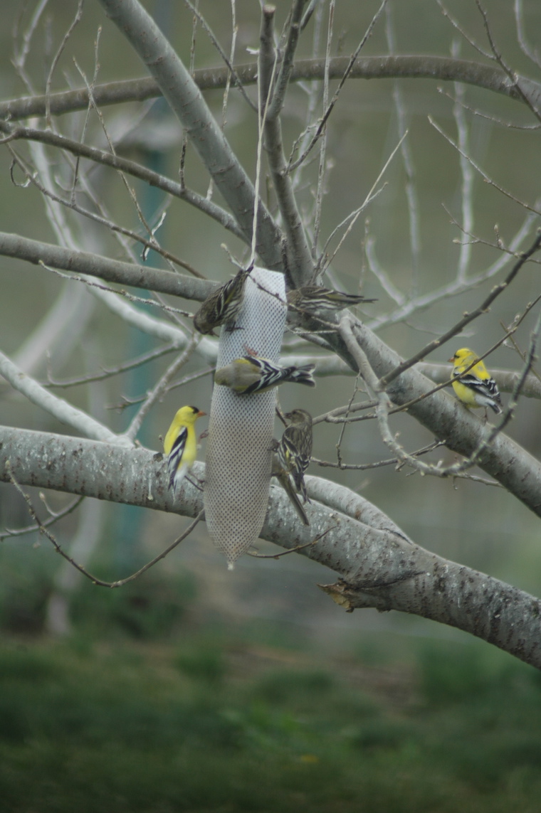 Goldfinch