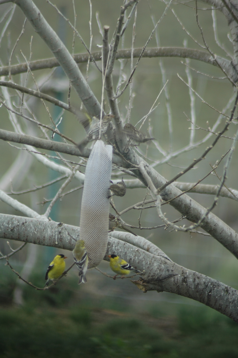 Goldfinch