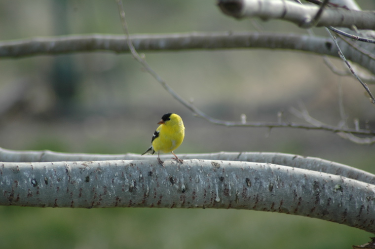 Goldfinch