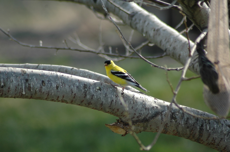 Goldfinch