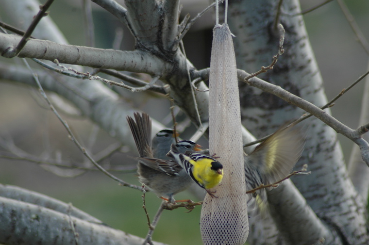 Goldfinch