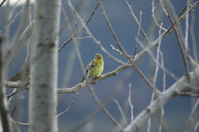 Goldfinch