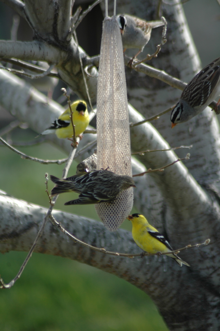 Goldfinch