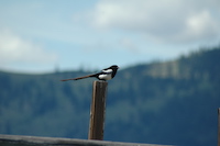 Magpie