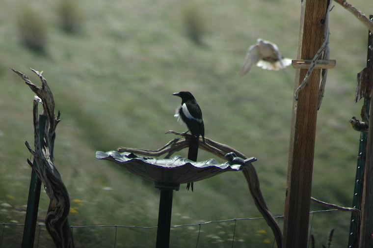Magpie