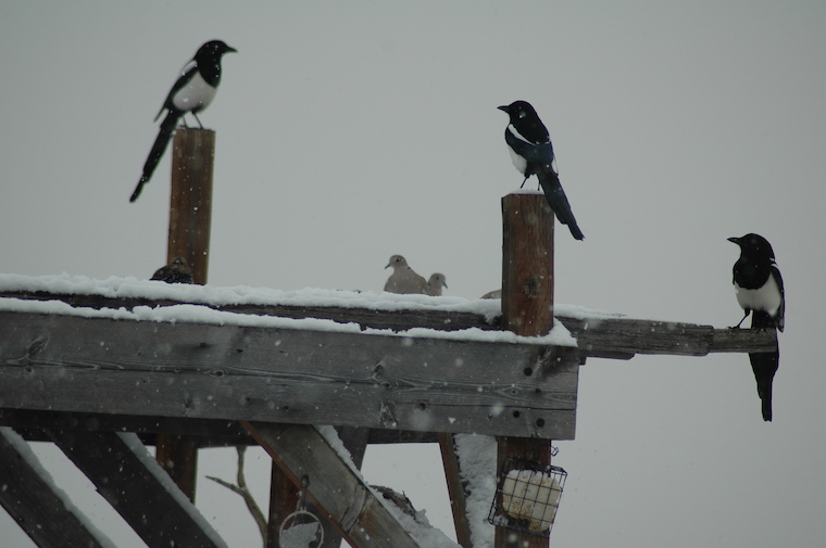 Magpies