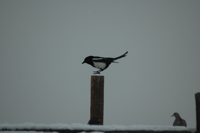 Magpies