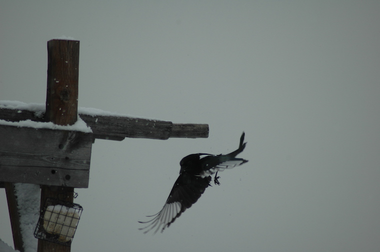 Magpies