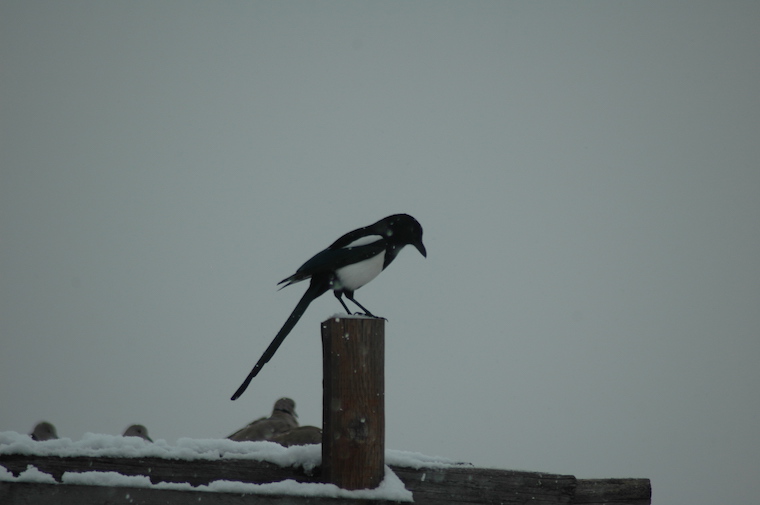 Magpies