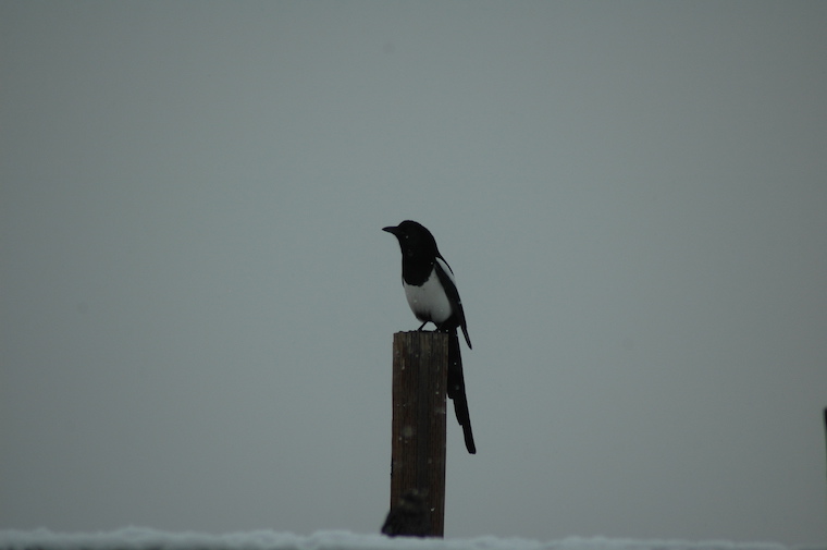Magpie
