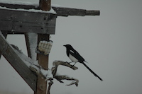 Magpie