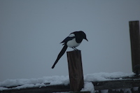 Magpie
