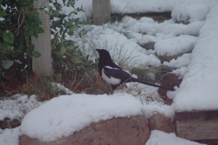 -Magpie