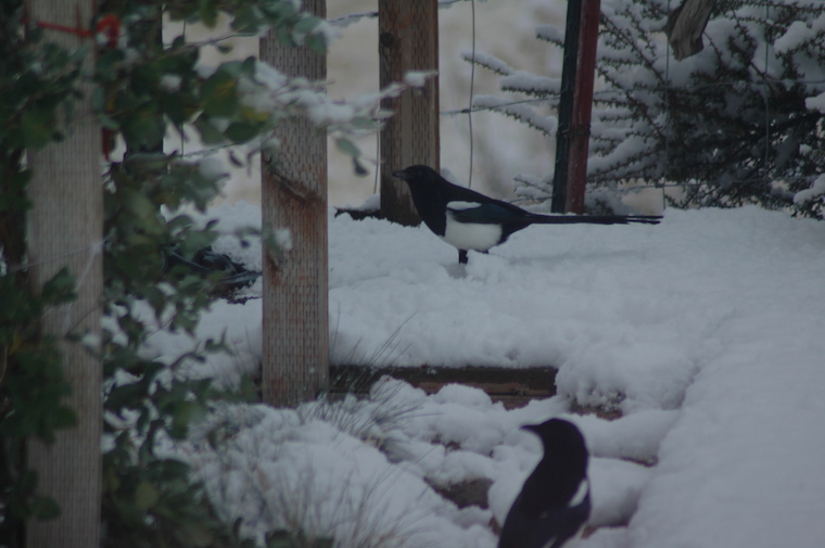 Magpie