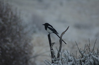 Magpie