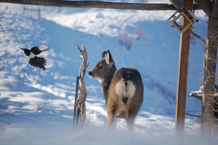 Magie and Mule Deer