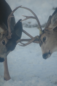 Mule deer