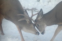 Mule deer