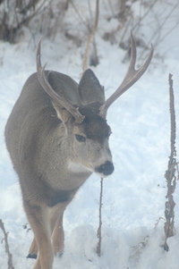 Mule deer