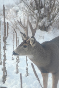 Mule deer