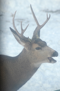Mule deer