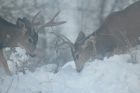 Mule deer