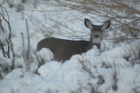 Mule deer