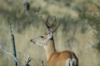 Mule Deer