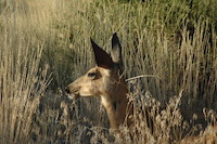 Mule Deer