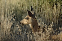 Mule Deer