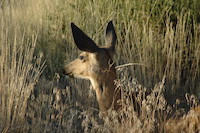 Mule Deer