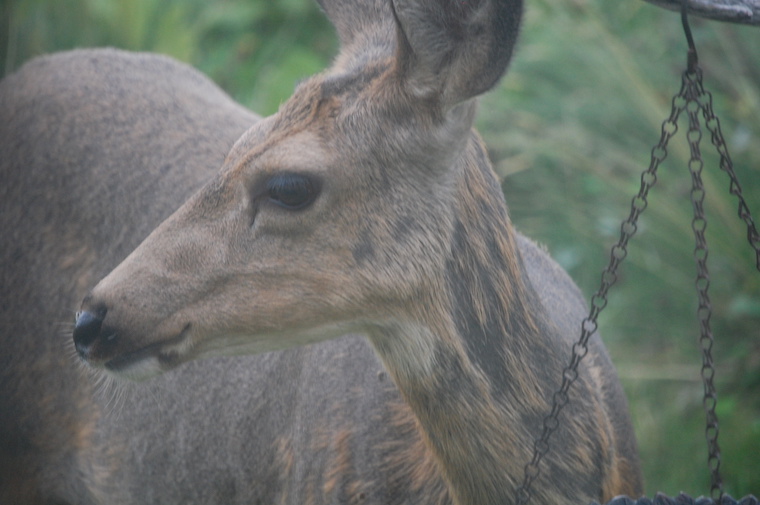 Mule Deer