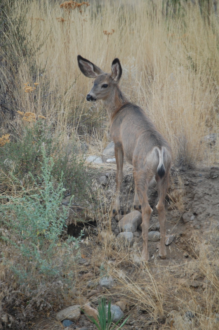 Mule Deer