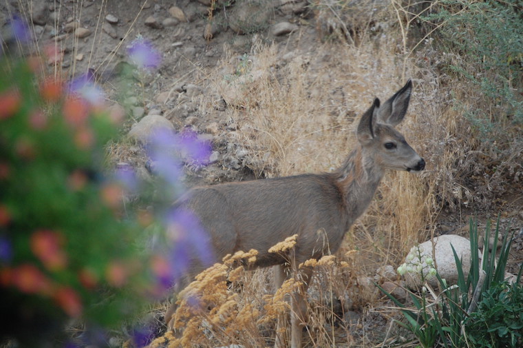 Mule Deer