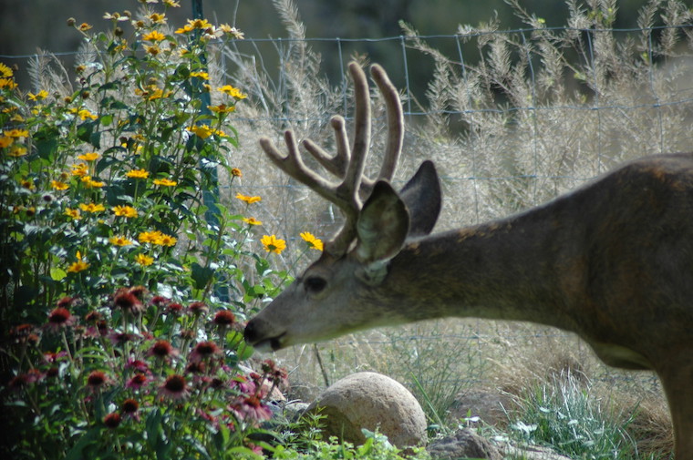 Mule Deer Buck