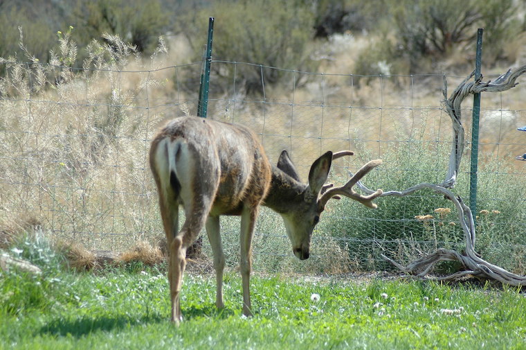 Mule Deer Buck