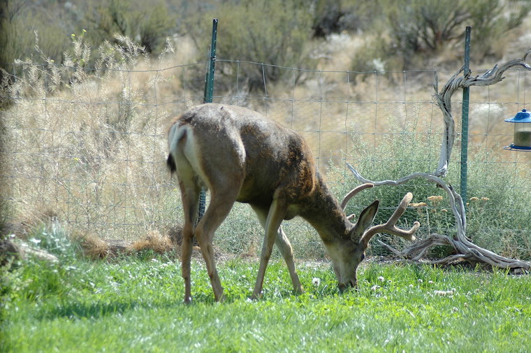 Mule Deer Buck