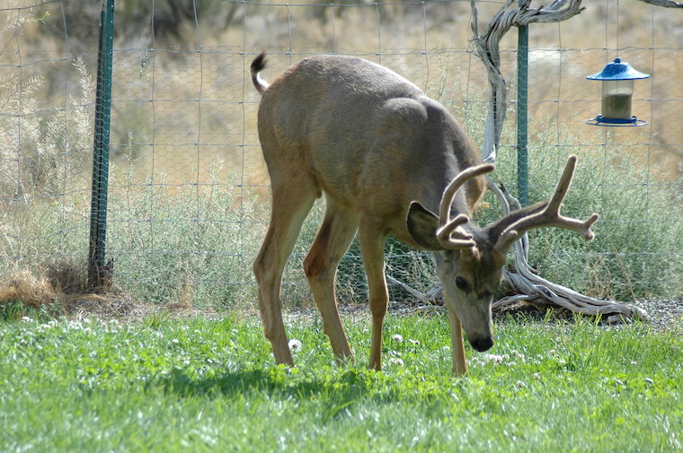 Mule Deer Buck